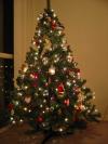 tree.JPG